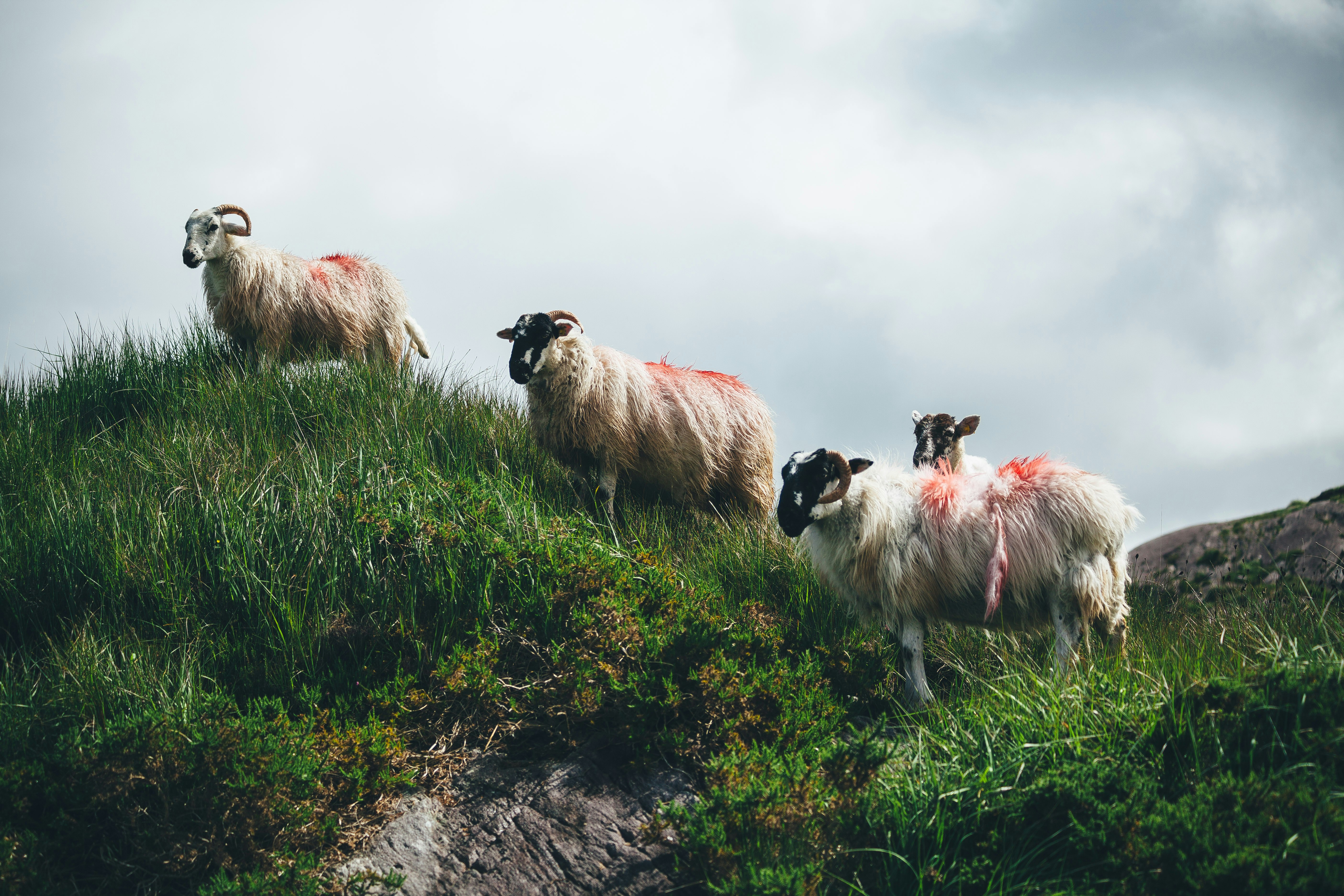 white and black sheeps